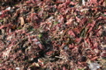 IMG_8678.JPG