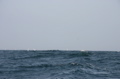 IMG_8251.JPG