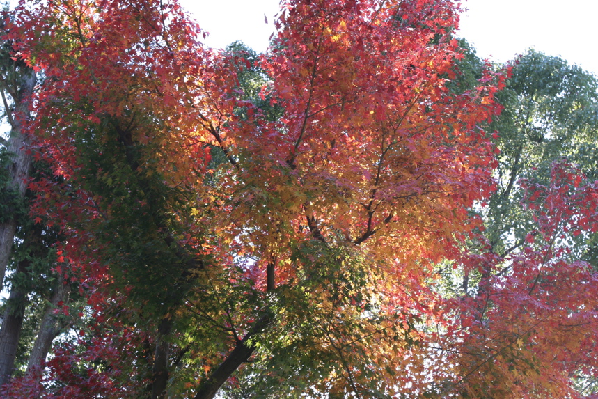 IMG_9100.JPG
