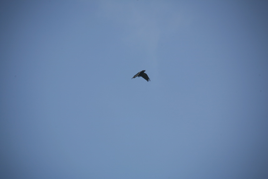 IMG_9393.JPG