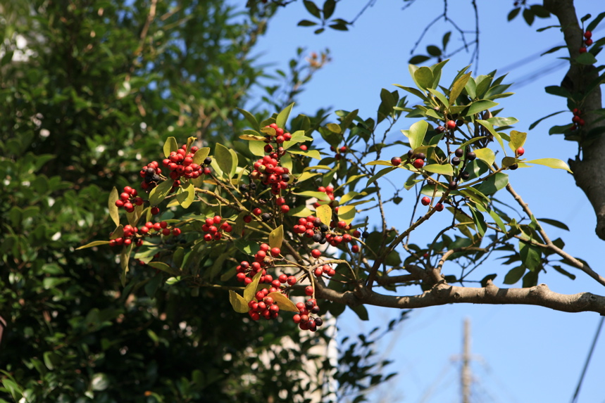 IMG_1526.JPG